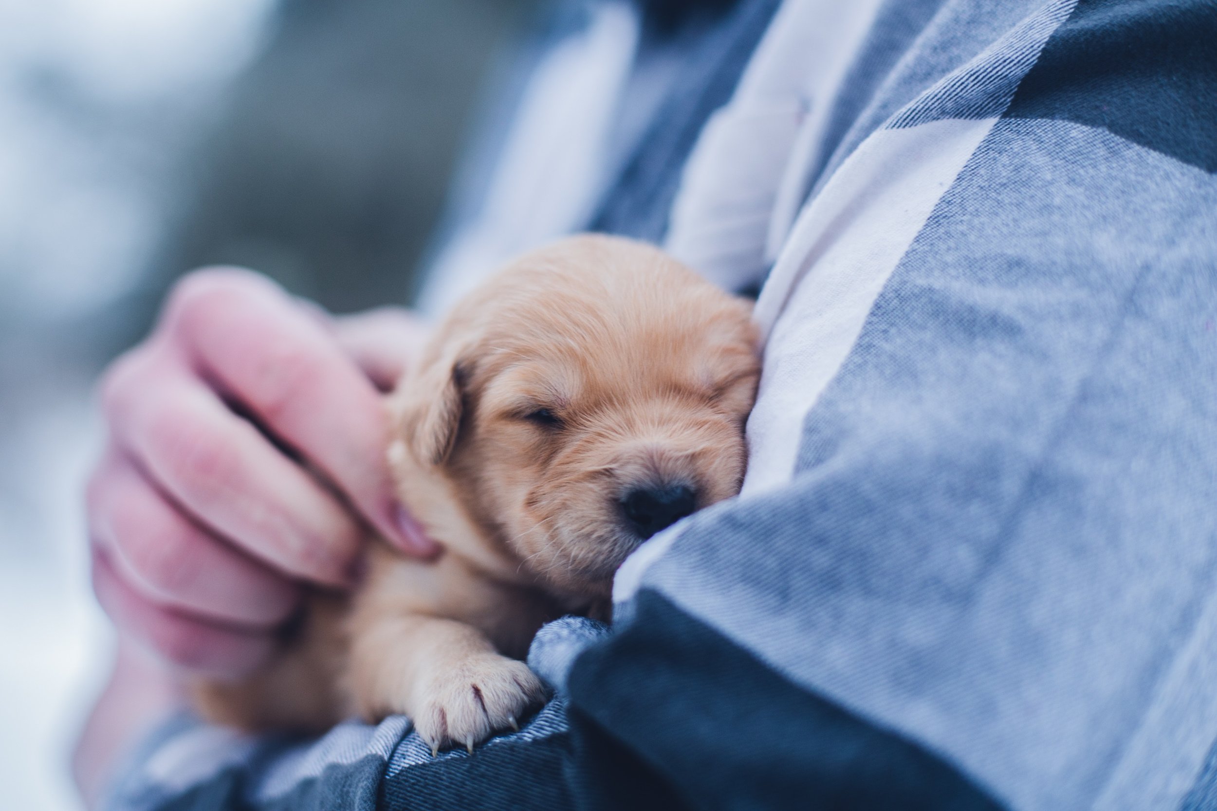 Pet Insurance