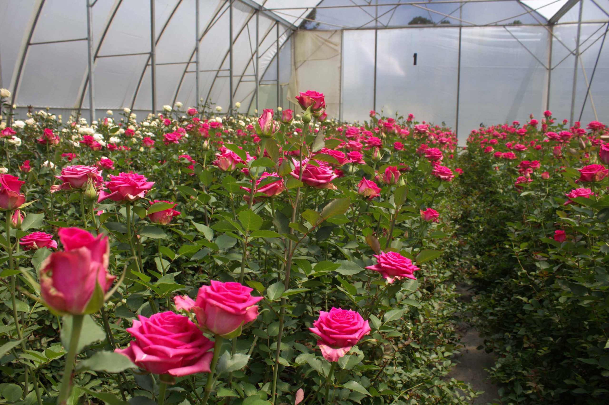 The importance of becoming a certified florist